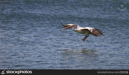 Spot-billed pelican( Pelecanus philippensis) in nature at Laempukbia, Thailand