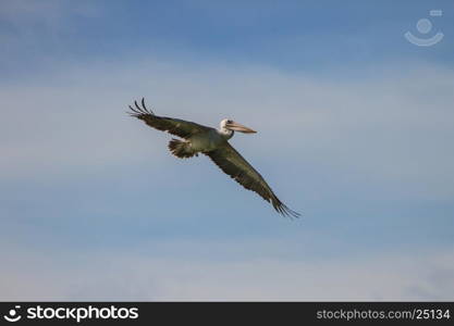 Spot-billed pelican( Pelecanus philippensis) in nature at Laempukbia, Thailand