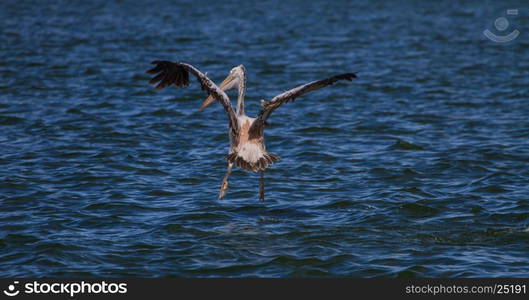 Spot-billed pelican( Pelecanus philippensis) in nature at Laempukbia, Thailand