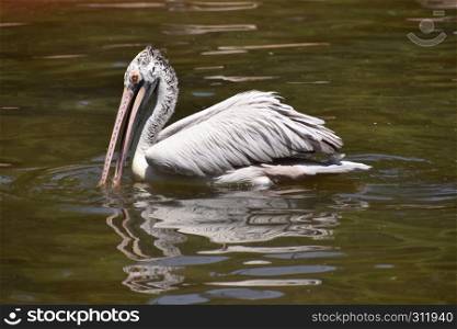 Spot-billed pelican, Pelecanus philippensis sp,Hyderabad,Telanagana, India.. Spot-billed pelican, Pelecanus philippensis sp,Hyderabad,Telanagana, India