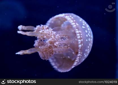 Spot Jellyfish black background underwater