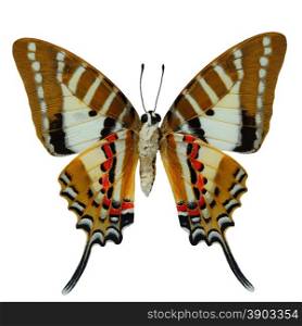 Spot Swordtail butterfly, (Graphium nomius), lower wing profile, isolated on white background