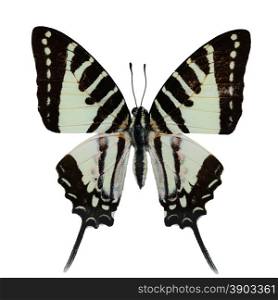 Spot Swordtail butterfly, (Graphium nomius), upper wing profile, isolated on white background