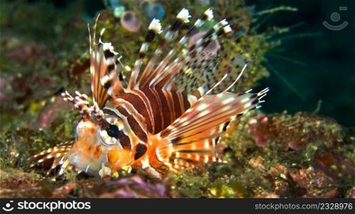 Spotfin Lionfish, Pterois antennata, Coral Reef, Lembeh, North Sulawesi, Indonesia, Asia