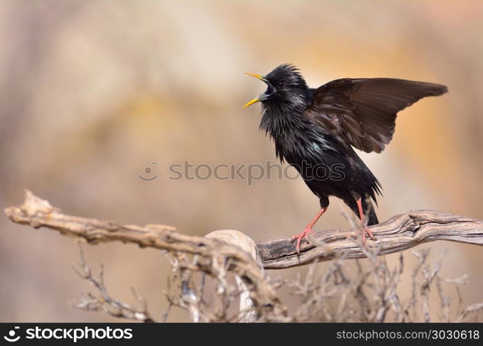 Spotless starling perched on a branch. Spotless starling perched on a branch with brown background.