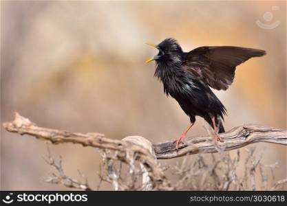 Spotless starling perched on a branch. Spotless starling perched on a branch with brown background.