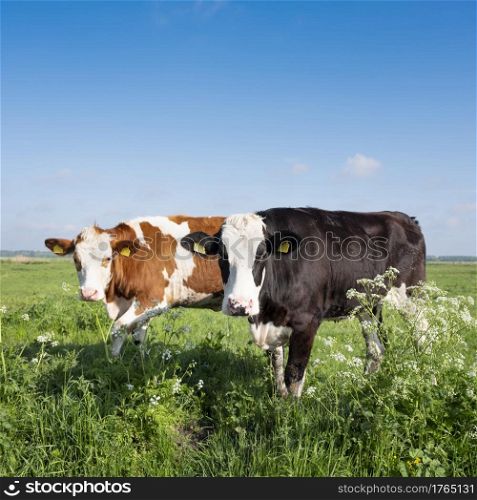 spotted black and red white cows in meadow with spring flowers under blue sky in holland