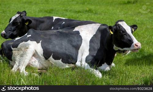 spotted black and white cows recline in green grass of meadow in the netherlands