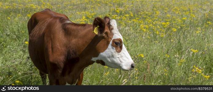 spotted brown cow in green grassy summer or spring meadow with yellow flowers in the netherlands