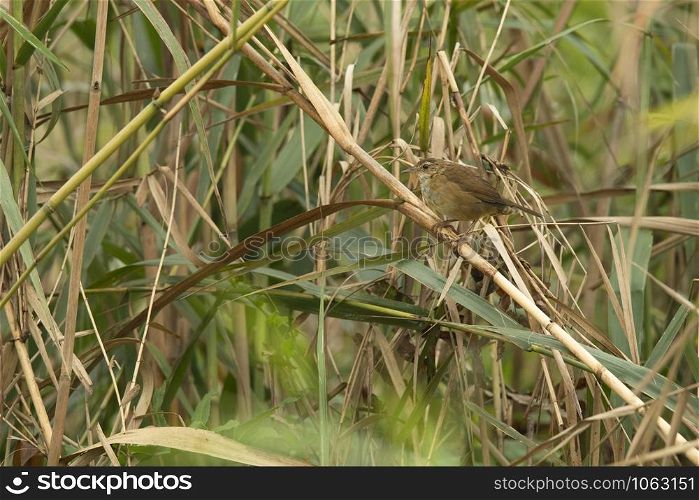 Spotted Bush Warbler, Locustella thoracica, Maguri, Beel, Assam, India