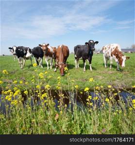 spotted cows and yellow spring flowers in meadow between utrecht and gouda in the netherlands on sunny spring day