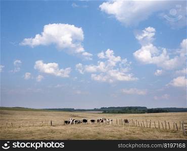 spotted cows graze in dry french countryside of Lorraine in summer between Nancy and Metz in the north of france at dusk