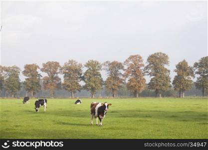 spotted cows in erly sunshine meadow in the netherlands with autumn oak trees in the background