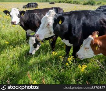 spotted cows in green grassy summer or spring meadow with yellow flowers in the netherlands