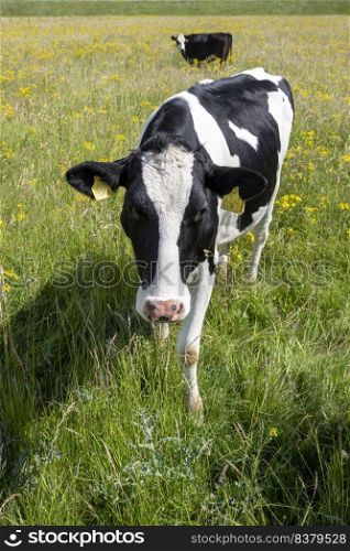 spotted cows in green grassy summer or spring meadow with yellow flowers in the netherlands