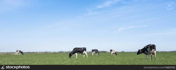 spotted cows in green meadow under blue sky in the netherlands