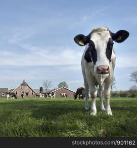 spotted cows in green meadow under blue sky near utrecht in the netherlands with farm in the background on square image
