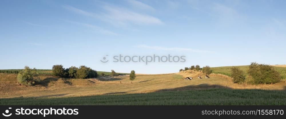 spotted cows in rural landscape of nord pas de calais in france under blue sky in summer