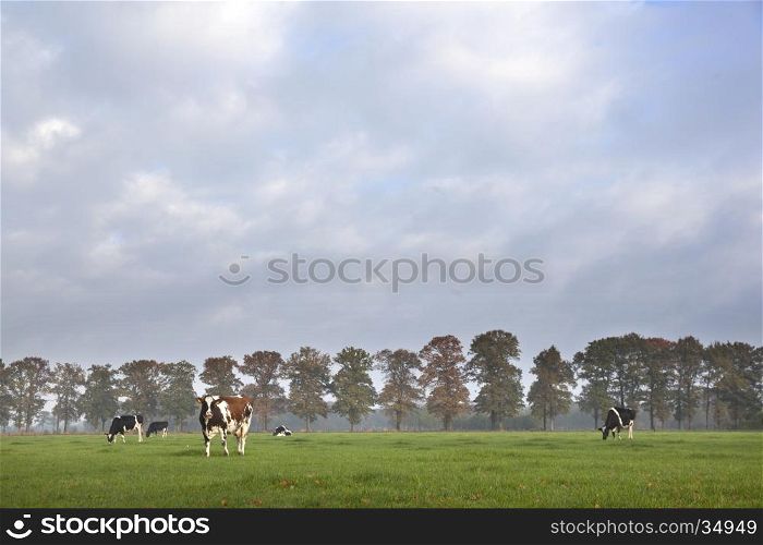 spotted cows in sunny meadow before autumn oak trees in the netherlands