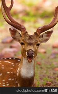 Spotted Deer, Axis axis, Bandhavgarh Tiger Reserve, Madhya Pradesh, India