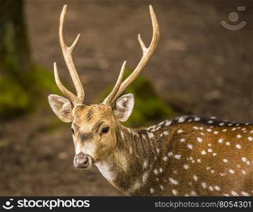 Spotted deer buck portrait image - Portrait with a young and people friendly axis deer buck living in the Wild Park from Pforzheim, Germany.
