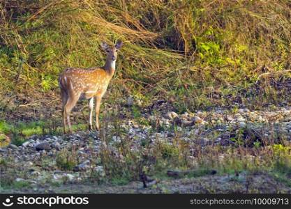 Spotted Deer, Cheetal, Axis Axis, Axis Deer, Royal Bardia National Park, Bardiya National Park, Nepal, Asia