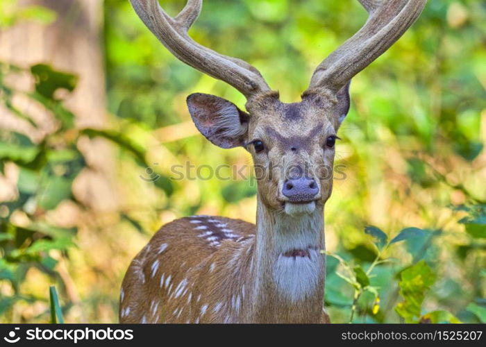 Spotted Deer, Cheetal, Axis Axis, Axis Deer, Royal Bardia National Park, Bardiya National Park, Nepal, Asia