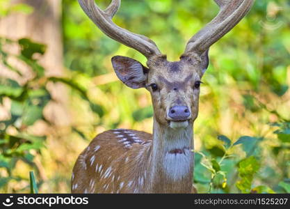 Spotted Deer, Cheetal, Axis Axis, Axis Deer, Royal Bardia National Park, Bardiya National Park, Nepal, Asia