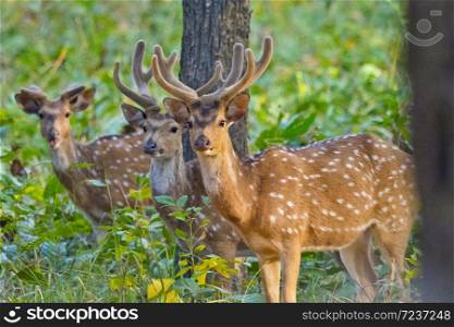 Spotted Deer, Cheetal, Axis Axis, Axis Deer, Royal Bardia National Park, Bardiya National Park, Nepal, Asia