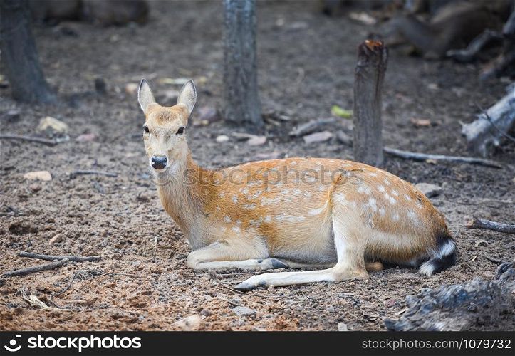 Spotted deer wild animal in the National park / Other names Chital , Cheetal , Axis deer