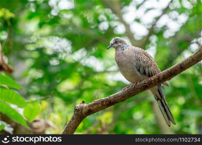 Spotted Dove (Streptopelia chinensis) perchind on a branch in the rain with green nature background.
