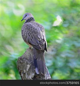 Spotted Dove (Streptopelia chinensis), perching on the log, back profile