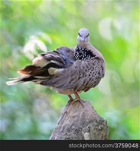 Spotted Dove (Streptopelia chinensis), perching on the log, face profile