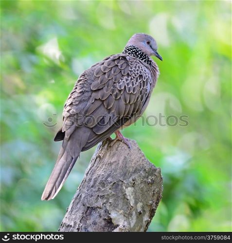 Spotted Dove (Streptopelia chinensis), perching on the log, side profile