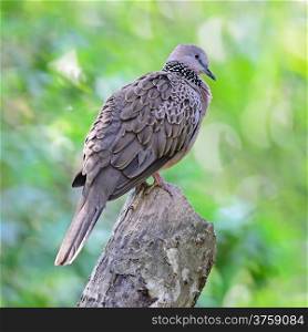 Spotted Dove (Streptopelia chinensis), perching on the log, side profile