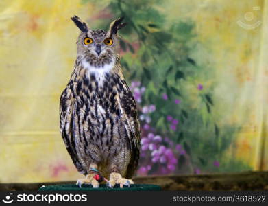 Spotted Eagle-Owl