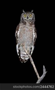Spotted eagle-owl  Bubo africanus  perched in a branch during the night, South Africa 