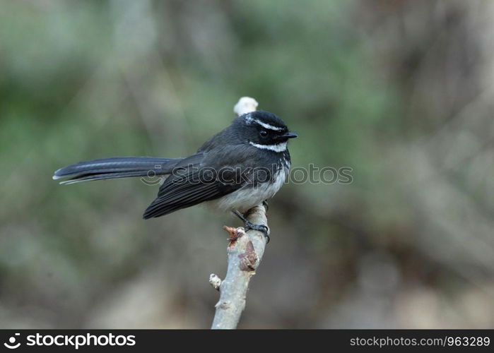 Spotted fantail, Rhipidura perlata, Sinhagad Valley, Pune, Maharashtra, India