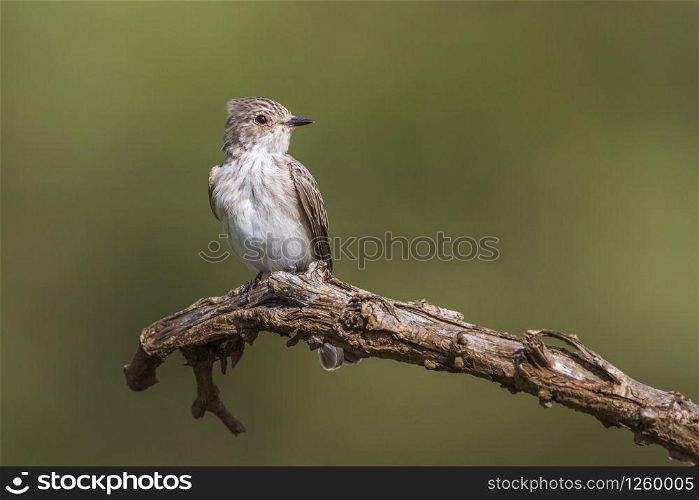 Spotted Flycatcher isoalted in natural background in Kruger National park, South Africa ; Specie Muscicapa striata family of Musicapidae. Spotted Flycatcher in Kruger National park, South Africa