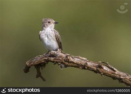 Spotted Flycatcher isoalted in natural background in Kruger National park, South Africa ; Specie Muscicapa striata family of Musicapidae. Spotted Flycatcher in Kruger National park, South Africa