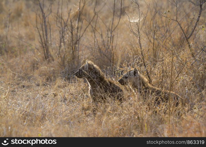 Spotted hyaena in Kruger National park, South Africa ; Specie Crocuta crocuta family of Hyaenidae. Spotted hyaena in Kruger National park, South Africa