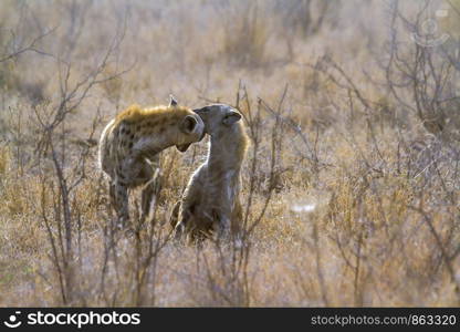 Spotted hyaena in Kruger National park, South Africa ; Specie Crocuta crocuta family of Hyaenidae. Spotted hyaena in Kruger National park, South Africa