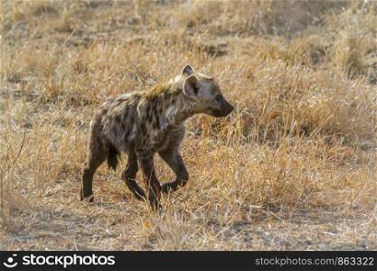 Spotted hyaena in Kruger National park, South Africa ; Specie Crocuta crocuta family of Hyaenidae. Spotted hyaena in Kruger National park, South Africa