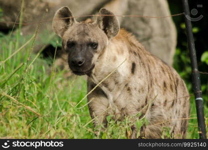 Spotted Hyaena looking. Hyaena is the largest type of hyena.Polka-dot hyenas are similar to common hyenas. But bigger Have a body weight of up to 60-70 kg