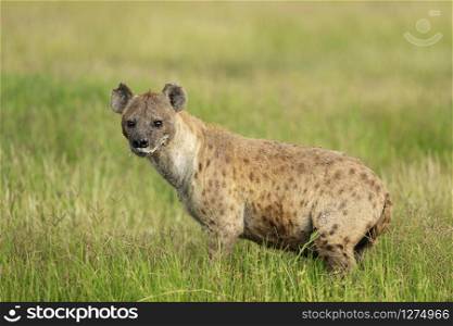 Spotted Hyena, Crocuta crocuta also known as the laughing hyena, Africa