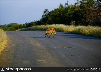 Spotted Hyena Crocuta crocuta crossing the road