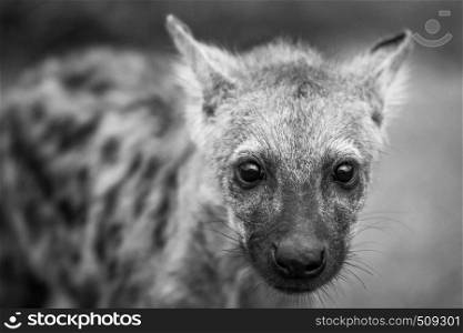 Spotted hyena cub starring in black and white in the Kruger National Park, South Africa.
