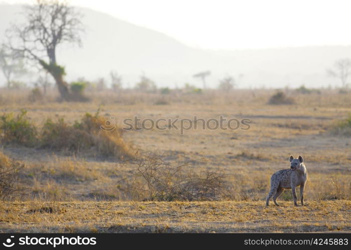 Spotted Hyena in the savannah in sunrise