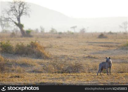 Spotted Hyena in the savannah in sunrise