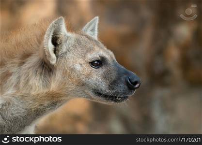 spotted hyena or laughing hyena head close up